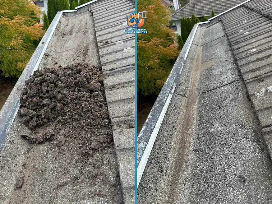 Gutter packed with roof moss before cleaning beside the same gutter cleared out