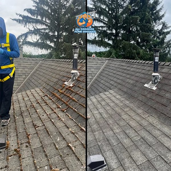 Moss-covered asphalt shingle roof in Surrey BC beside the same roof after soft-wash moss removal