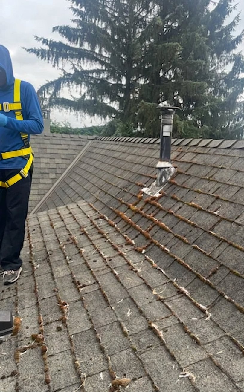 Eliminate moss from roof Surrey BC before — All Canadian Home Services