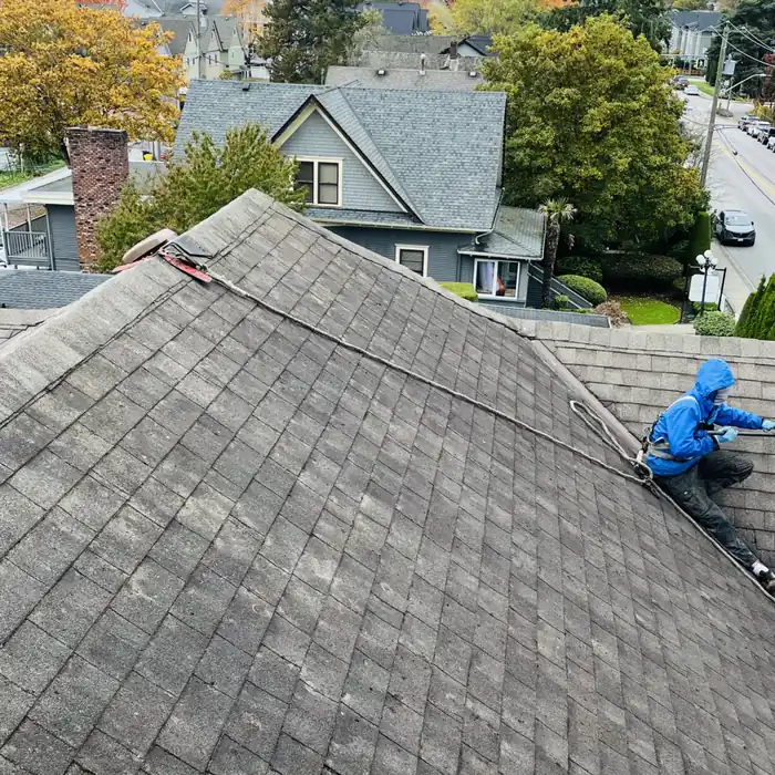All Canadian Home Services technician harnessed and roped while soft washing a steep asphalt shingle roof, Surrey BC