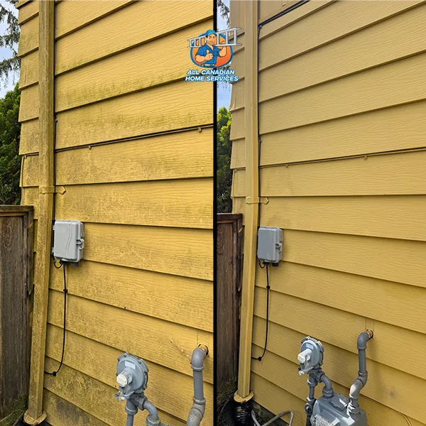 Yellow lap siding in Vancouver BC streaked with green algae before soft washing and clean after